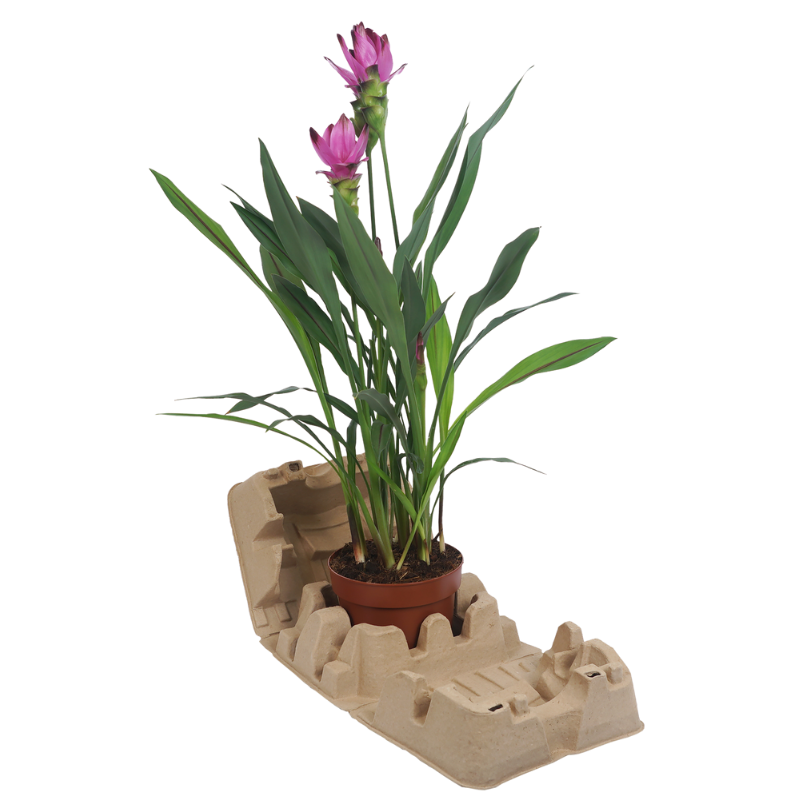1 x 17cm Plant Clampack (Priced Per Pallet)