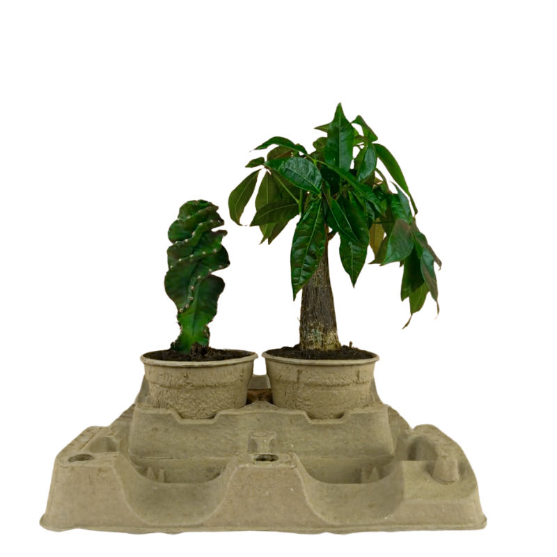 2 x 13cm Plant Clampack (Priced Per Pallet)
