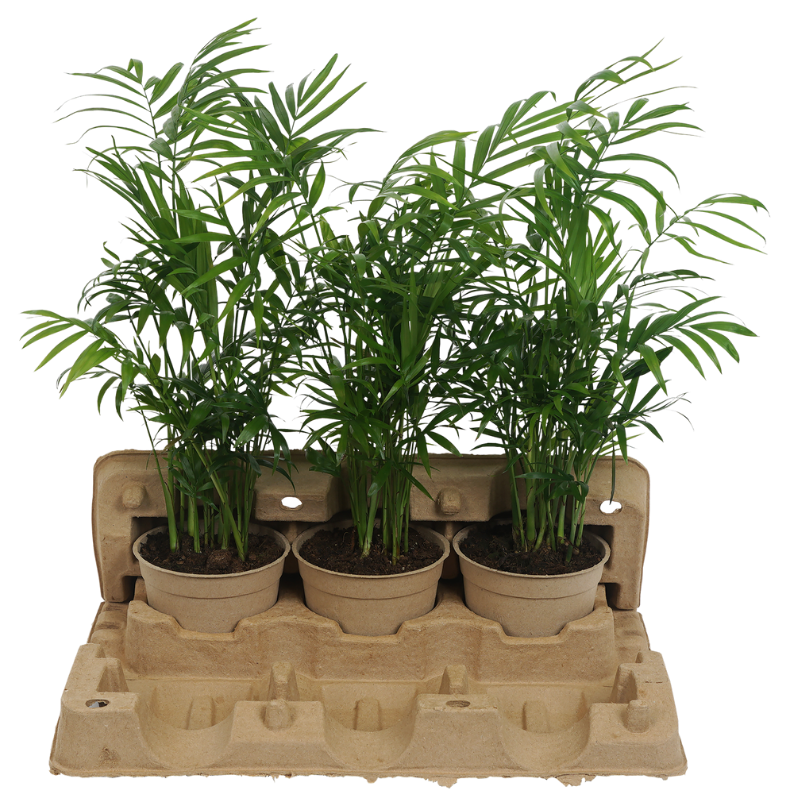 3 x 9cm Plant Clampack (Priced Per Pallet)