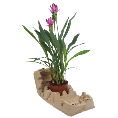 1 x 17cm Plant Clampack (Priced Per Pallet)