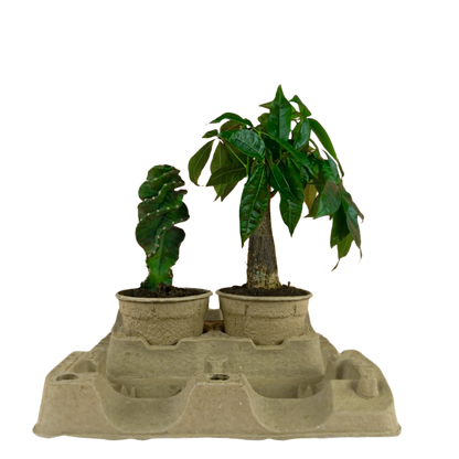 2 x 13cm Plant Clampack (Priced Per Pallet)