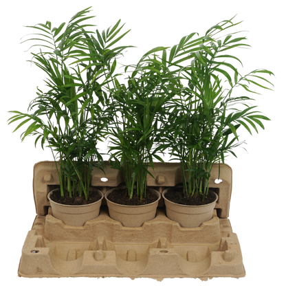3 x 12cm Plant Clampack (Priced Per Pallet)