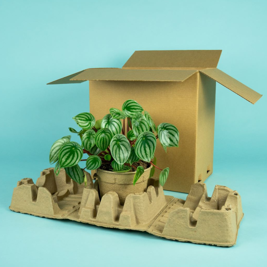 1 x 17cm Plants Outer Box (Priced Per Pallet)