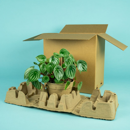 1 x 17cm Plants Outer Box (Priced Per Pallet)