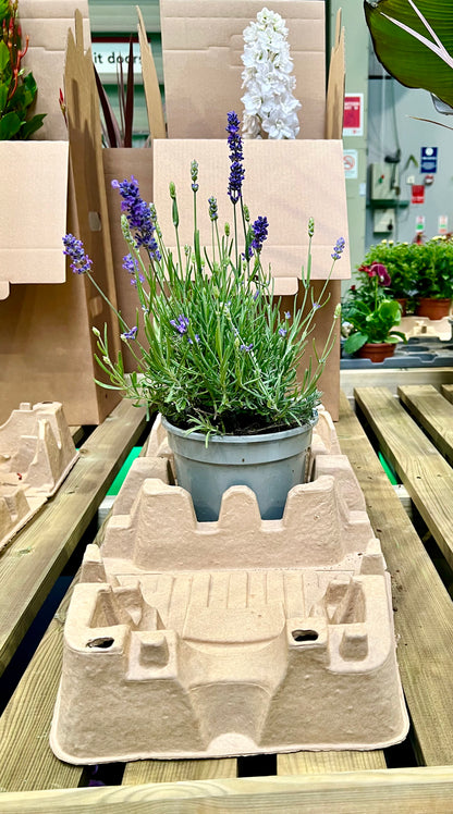 1 x 17cm Plants Outer Box (Priced Per Pallet)