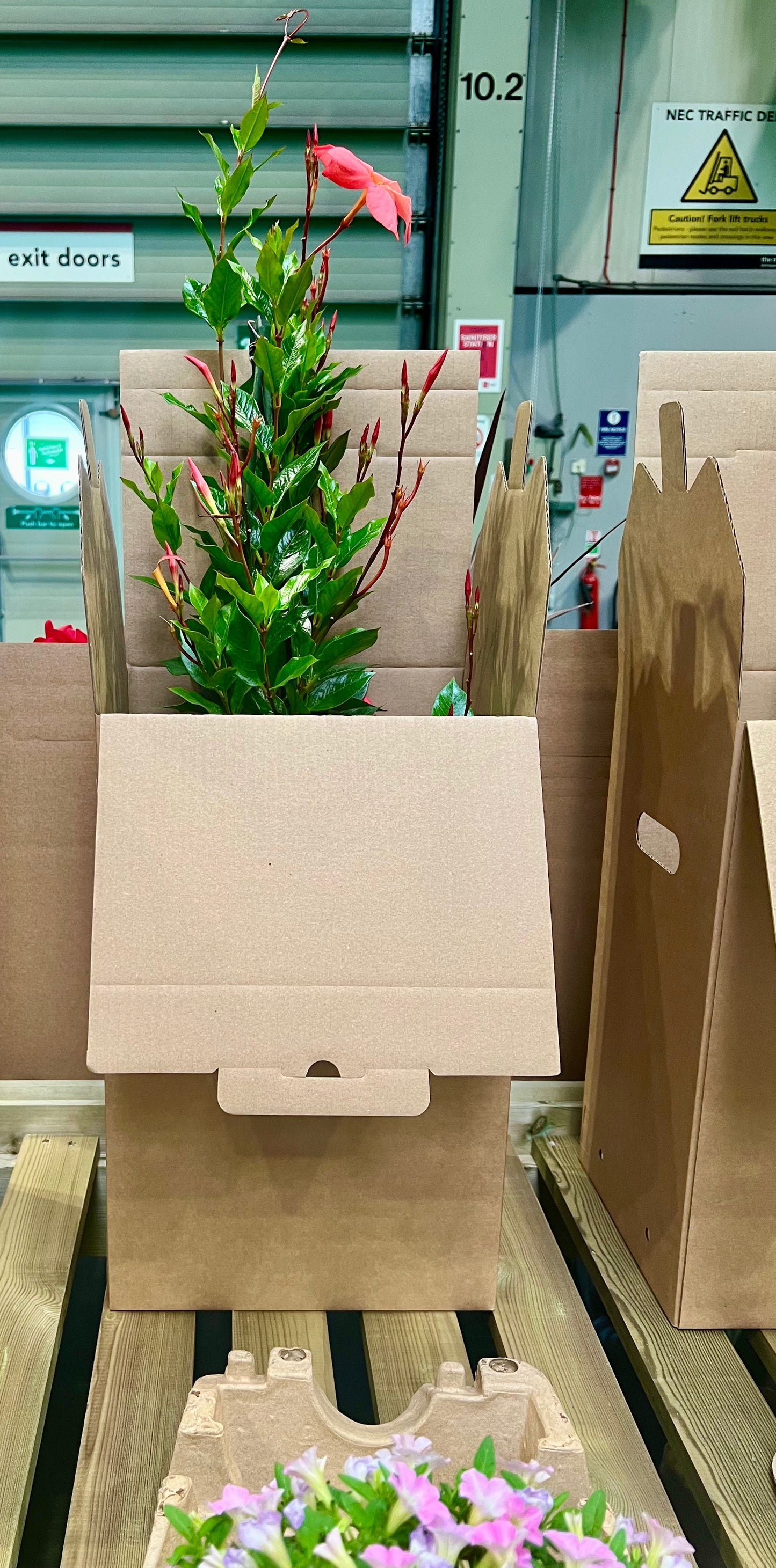 1 x 17cm Plants Outer Box (Priced Per Pallet)