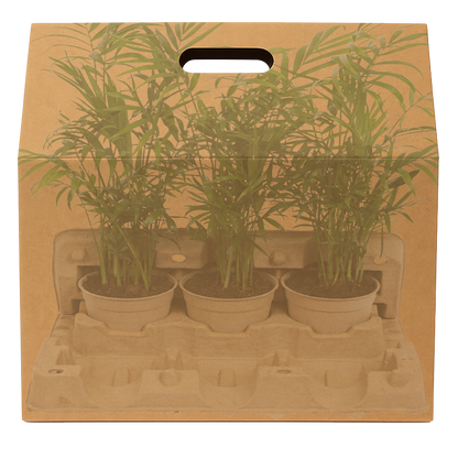 3 x 10.5cm Plants Outer Box (Priced Per Pallet)